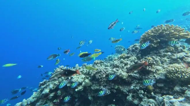 《黄岩岛珊瑚礁生态调查报告》发布专家：黄岩岛2024年遭受近年来最强海洋热浪袭击(图1)