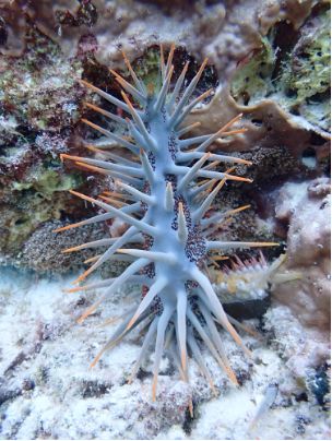 《黄岩岛珊瑚礁生态调查报告》发布专家：黄岩岛2024年遭受近年来最强海洋热浪袭击(图3)